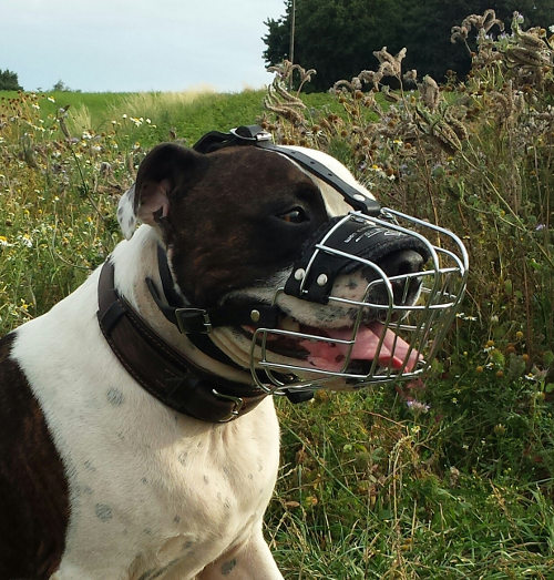 Dog muzzle shop for staffy